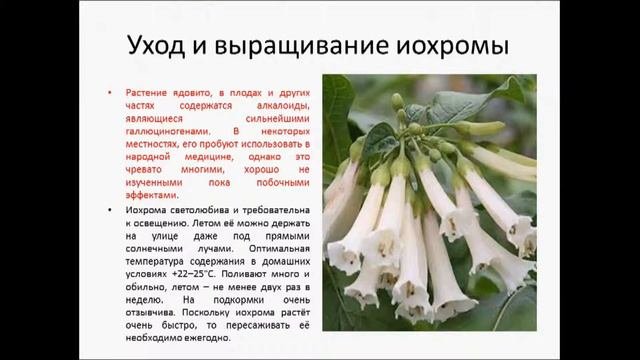ИОХРОМА