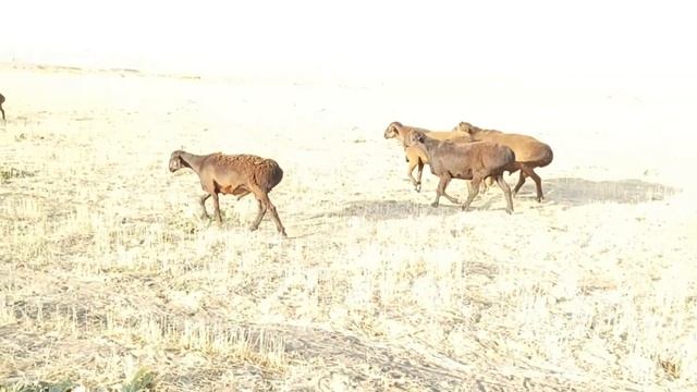 Гиссарский кочкары К/Х Нурзода, Гиссарский бараны. Гиссарский овцы, смотреть онлайн