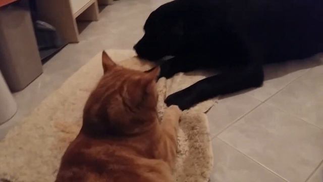 Кот Марсик и лабрадор Соня почти друзья. Labrador and cat смотреть онлайн