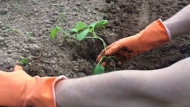 Как посадить рассаду арбуза и дыни. Подготовка лунок для арбуза и дыни.