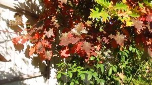 Когда начинаем обрезать.  Осенние обработки.