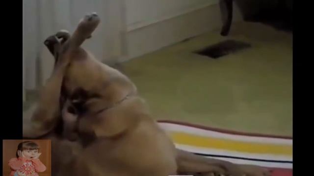 Собака делает йогу с хозяином. Dog Doing Yoga.
