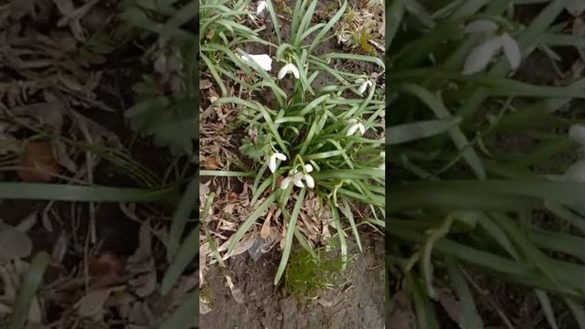 Во время прогулок всегда стараемся обозреть всю красоту вокруг.