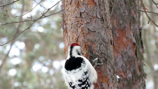Белоспинный Дятел, White-backed Woodpecker смотреть онлайн