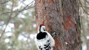 Белоспинный Дятел, White-backed Woodpecker