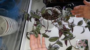 КОМНАТНЫЕ РАСТЕНИЯ.ПЕРЕСАДКА И ЧЕРЕНКОВАНИЕ.