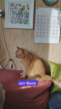 Кот Филя и солнечный зайчик