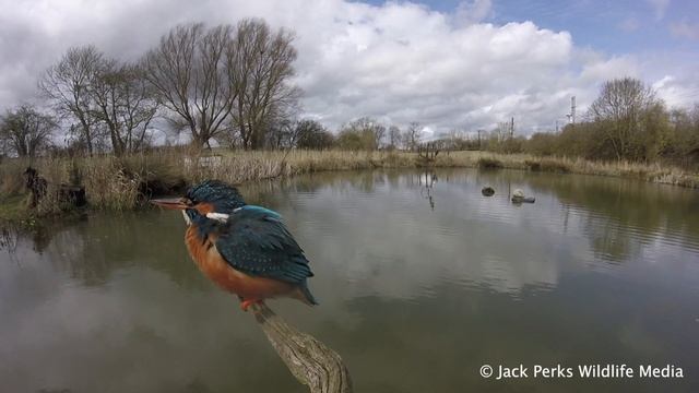 Kingfisher: Fact File (British Wildlife Facts) смотреть онлайн