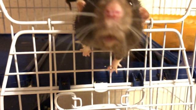 Крыс Казимир носится по клетке, ищет еду. Сава спит смотреть онлайн