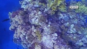 КРАСОТА КОРАЛЛОВ. О чём молчат рыбы 76