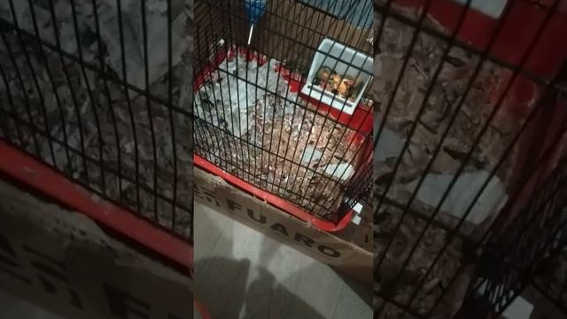 Заботливая мышь смотреть онлайн