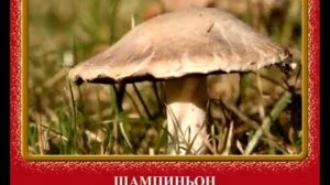 Саңырауқұлақтар