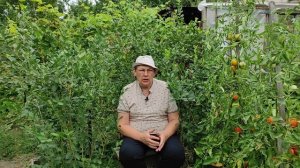 Подкормка голубики в августе залог будущего урожая.