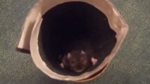 КОГТЕТОЧКА для джунгарика