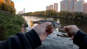 НА РЫБАЛКУ!!!, НА ЧАСОК!.. РЫБАЛКА У ДОМА. Канал им. МОСКВЫ. г. Химки.