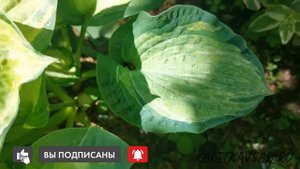 Hosta Pistache