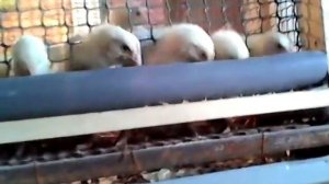 Выращивание птицы в домашних условиях.