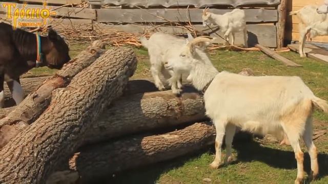 Животные отдыхают на бревнах (18-IV-17) смотреть онлайн