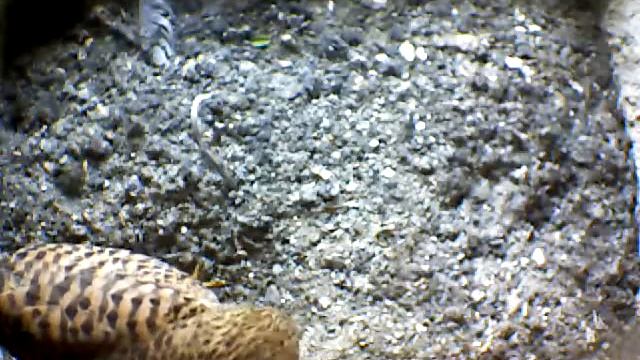 From Internet Camera(Turmfalken[03:1A:A5])2014/07/07,15:37:13_D смотреть онлайн