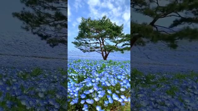 Baby Blue Eyes ?Nemophila Menziesii ? Beautiful Nature ?? Relaxing Satisfying Amazing Flower Field