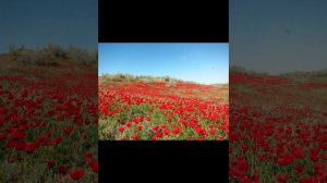 Кызыл кумда ауылым. Видеопартитура.