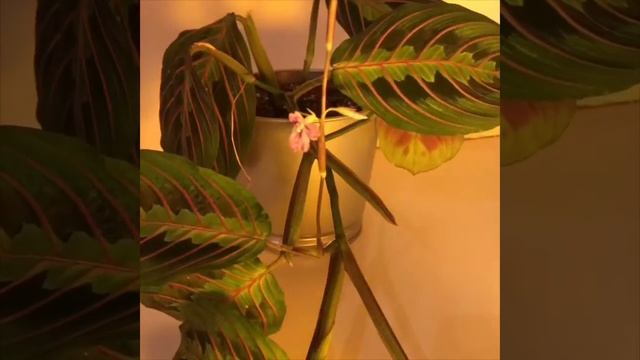 Маранта. Молитвенное растение смотреть онлайн