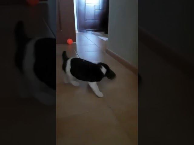 Щенок бигля первый день дома. #beagle #puppy #щенок #бигль #дрессировка