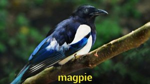 BIRD PICTURES with Sounds and Names in English