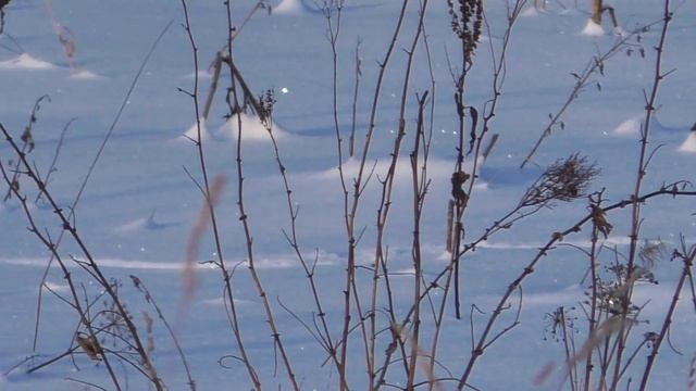 Морозный зимний день.Снегири смотреть онлайн