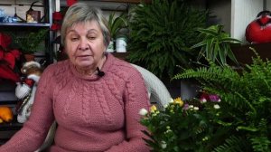 Комнатная хризантема уход в домашних условиях
