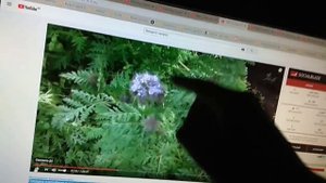 Увеличение урожая картофеля пищевой плёнкой после окучивания. Как улучшить землю на участке поднять