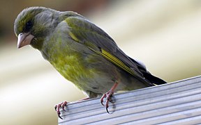 Московские птицы кормятся у кормушки