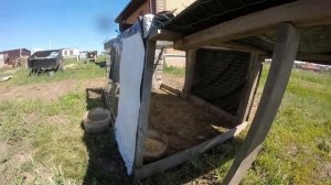 ГУСИ НА СВОБОДНОМ ВЫГУЛЕ/ СТРОИМ ЖИЗНЬ