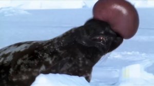 САМЫЕ НЕОБЫЧНЫЕ ЖИВОТНЫЕ, которым грозит вымирание