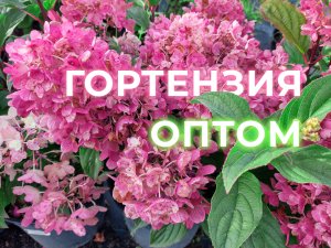 Осенняя Гортензия «Little Blossom» (Литл Блоссом) | Питомник растений Малиновский