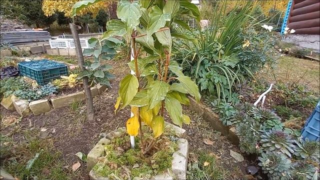 ПОДГОТОВКА МОЛОДЫХ ГОРТЕНЗИЙ К ЗИМЕ. смотреть онлайн