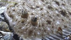 © Рыбы Чёрного моря. Морской язык Pegusa lascaris - 1 ⁄⁄ Sand sole
