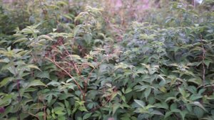 Sony FE 35mm f1.8 (Sony A7M2, NEX-5) | молчаливый обзор