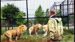 Человек-Лев разгоняет тапком ЧЕТЫРЕХ РАЗЪЯРЕННЫХ ЛЬВОВ!