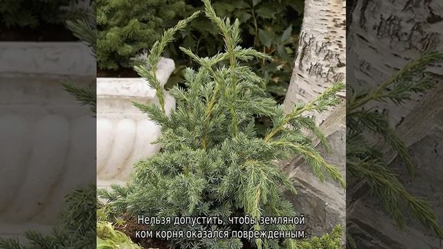 Можжевельник Мейери: описание, разновидности и характеристики смотреть онлайн