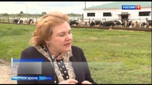Дефиле коров в "Ниве" и племенная работа в Ставропольском районе