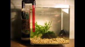 Самодельный мини фильтр для аквариума / Mini External Aquarium Filter