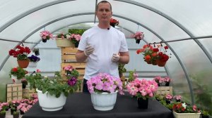 Удобрение для петуний проверенное годами