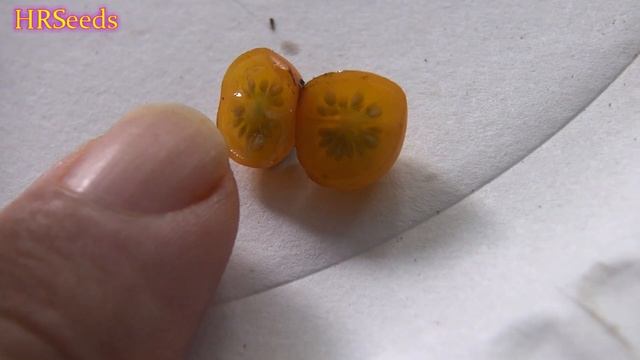 Galapagos Wild Tomato Minor | Solanum galapagense | Tomato Review VERY RARE! смотреть онлайн
