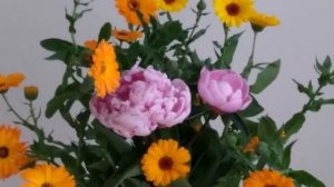 Нежные пионы и календула. Sanfte Pfingstrosen und Ringelblumen. Gentle peonies and calendula.