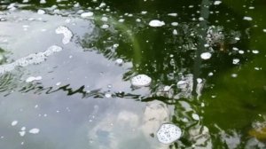 НЕ ПОМОГЛО. МУТНАЯ ВОДА В ПРУДУ. ПОЗЕЛЕНЕЛ ПРУД