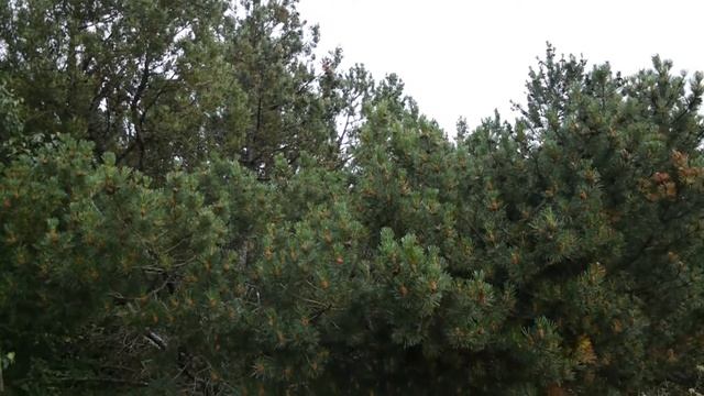 Горная сосна I Pinus mugo