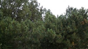 Горная сосна I Pinus mugo