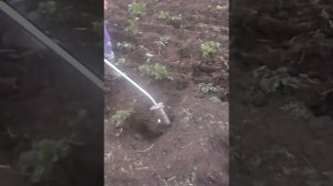 ПРОПОЛКА КАРТОФЕЛЯ ТРИММЕРОМ