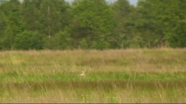 400. (08) Английский Пойнтер Мангуст смотреть онлайн